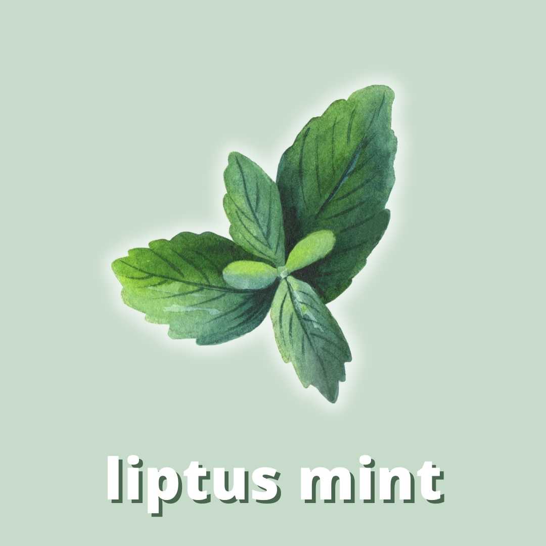 Liptus Mint Fragrance