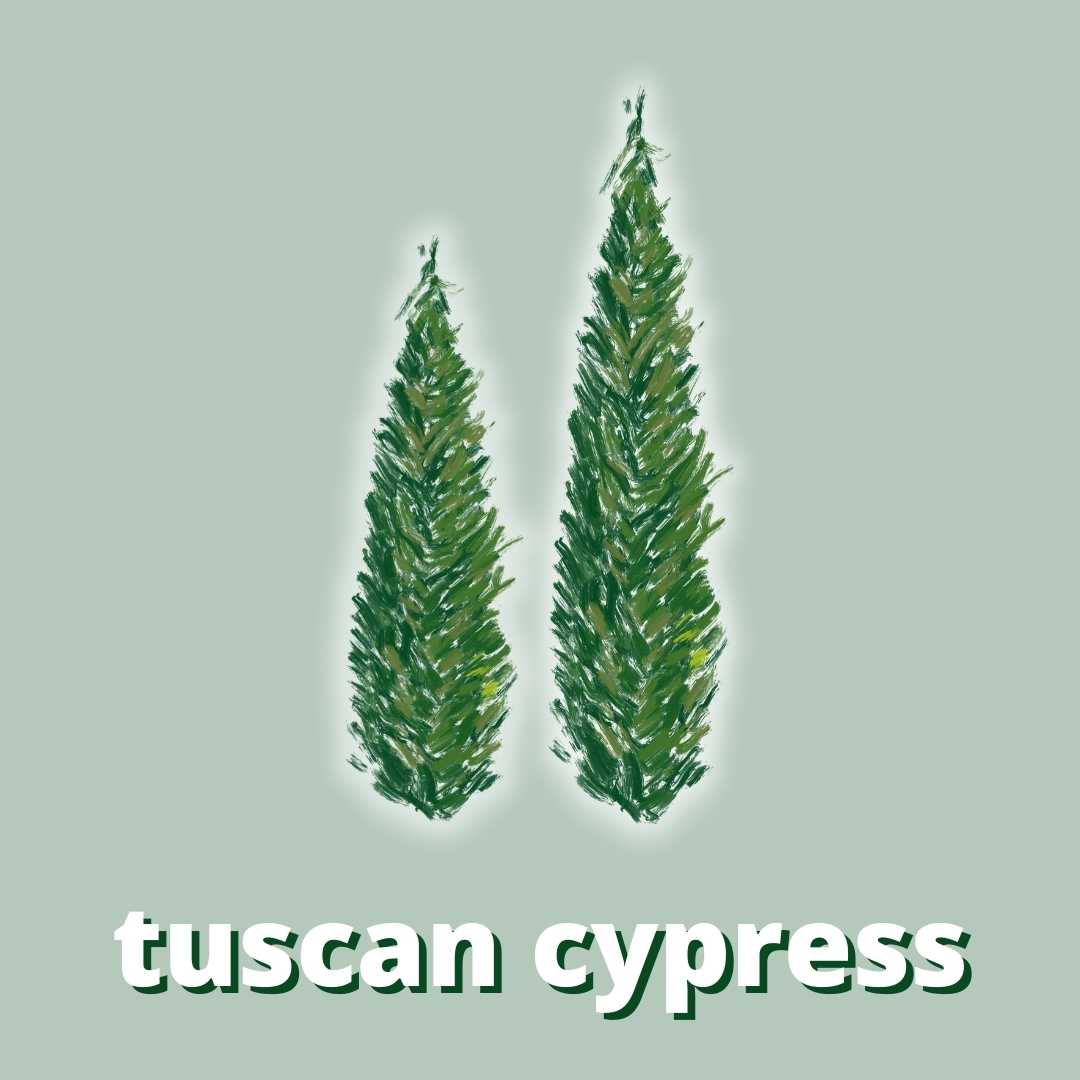 Tuscan Cypress Fragrance for Candles & Cosmetics
