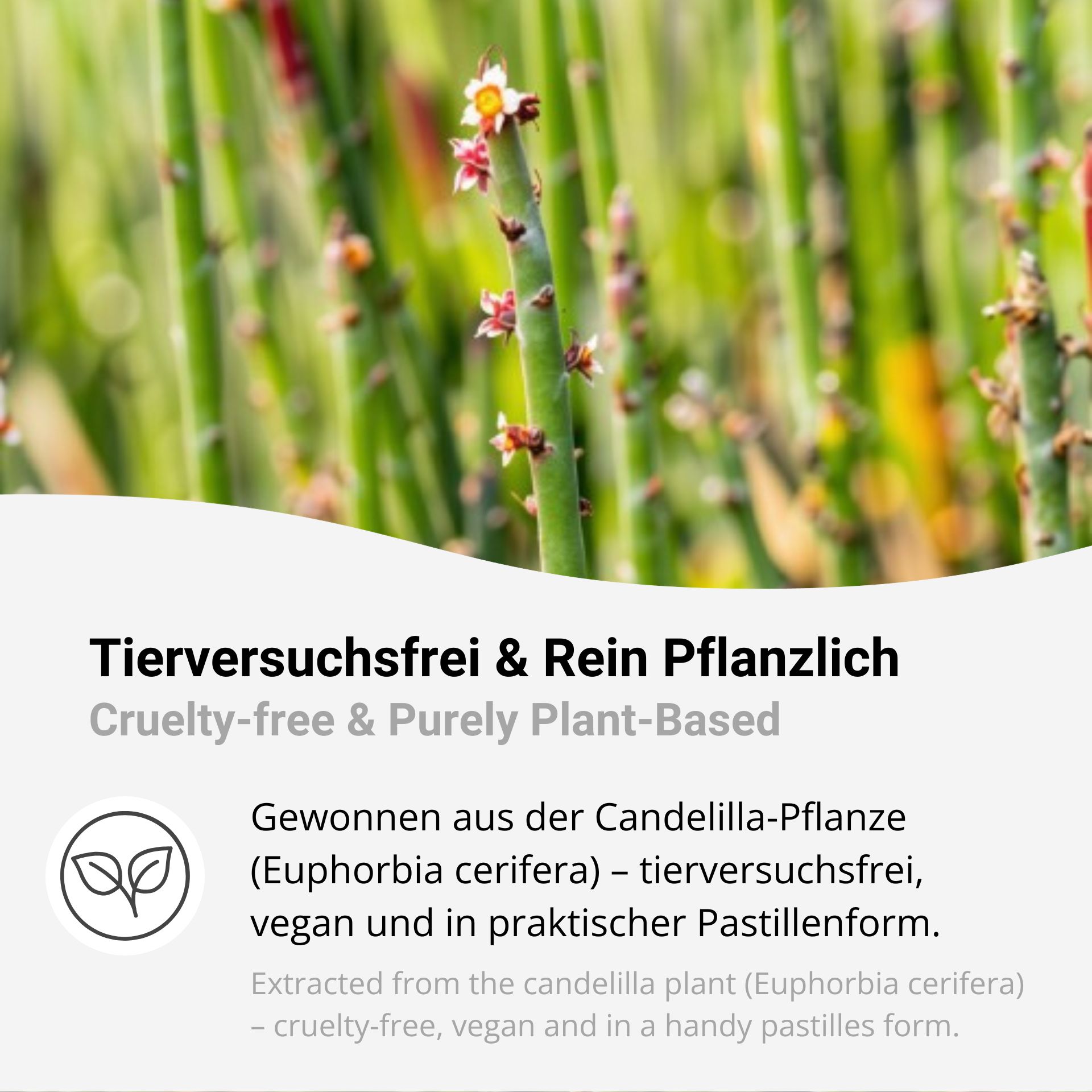 Candelillawachs Pastillen