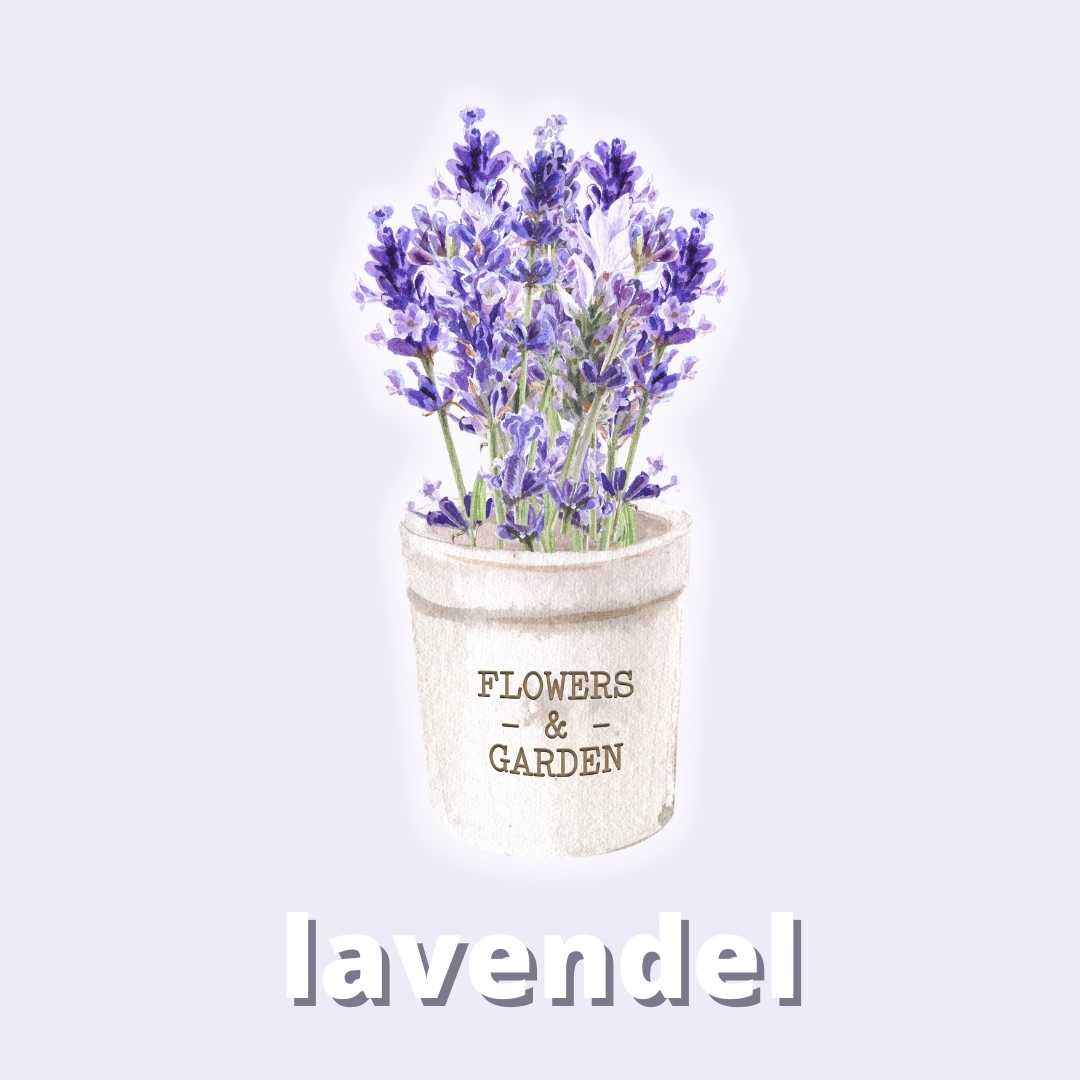 Lavender Fragrance for Candles & Cosmetics