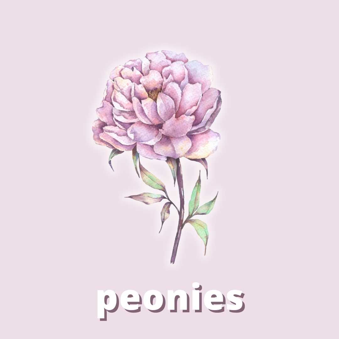Peonies Fragrance